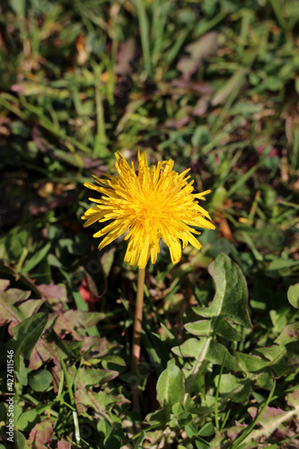Isolated blooming dandelion flower