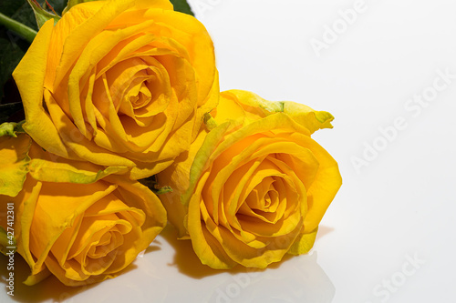 Bouquet of yellow roses on a white background. Mother s Day  Women s Day  Valentine s Day or Birthday. Isolate.