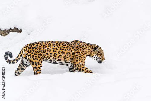 leopardo photo