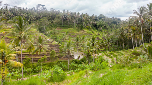 Rice fields on terraces in Indonesia, Bali. Rural landscapes.
