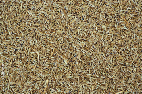 Lawn grass seeds as a background. Natural background.