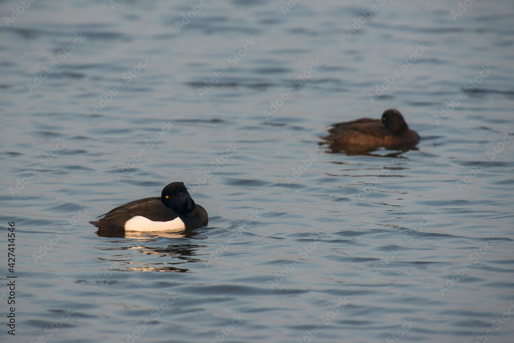 Couple of Tufted Ducks (Aythya fuligula) resting on the surface of a lake Couple of Tufted Ducks (Aythya fuligula) resting on the surface of a lake