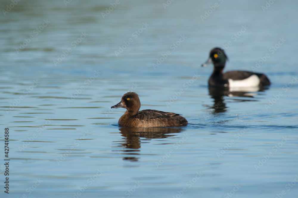 Tufted Duck (Aythya fuligula) couple swimming in water Tufted Duck (Aythya fuligula) couple swimming in water