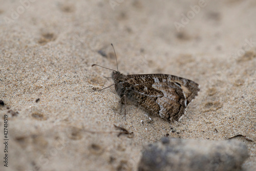 Grayling  Hipparchia semele  resting on sand path in the dunes