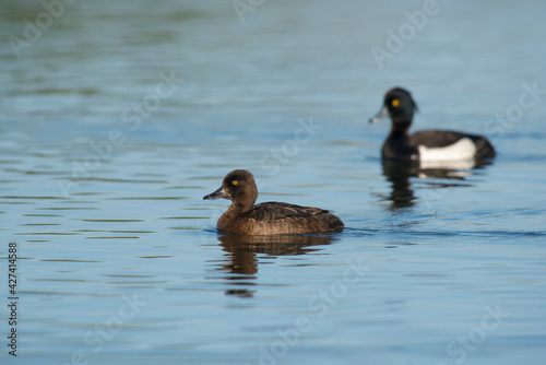 Tufted Duck (Aythya fuligula) couple swimming in water © Wim Verhagen