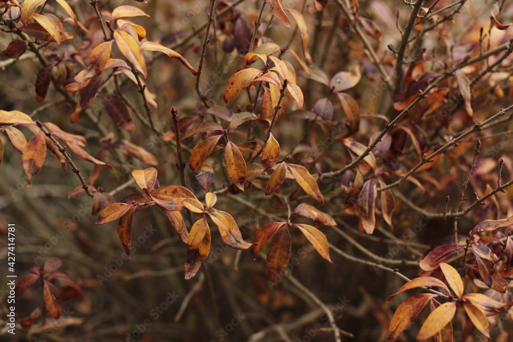 bush with small orange, brown autumn leaves bush with small orange, brown autumn leaves