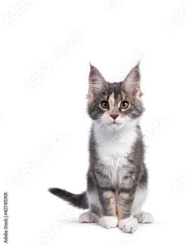 Cute tortie Maine Coon cat kitten, leaning towards camera over edge. Looking curious to camera. Isolated on a white background.