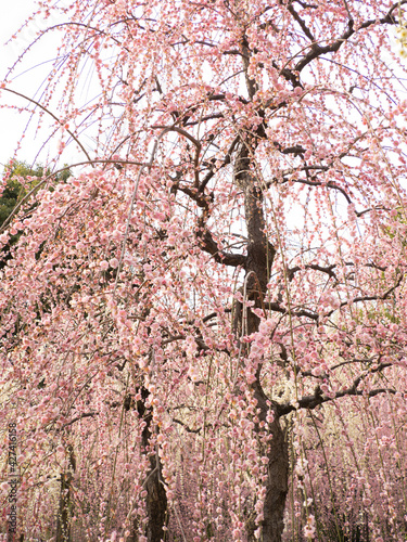 pink cherry blossom