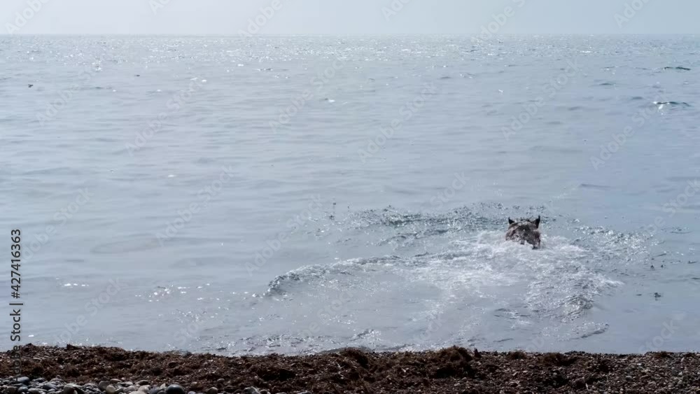 Dog plays on the beach. German shepherd dog runs after a toy jumps into the sea and enjoys active life and sunny warm weather. Slow-motion 4k video. Dog plays on the beach. German shepherd dog runs after a toy jumps into the sea and enjoys active life and sunny warm weather. Slow-motion 4k video.