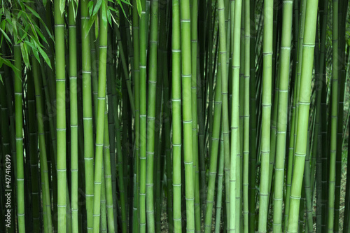 Fototapeta Naklejka Na Ścianę i Meble -  Bamboo trunk background, natural background of Asian forest. Bamboo forest pattern.