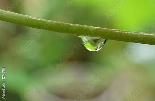 Water drop on Papaya tree branch, After the rain, Close up and natural background blur.