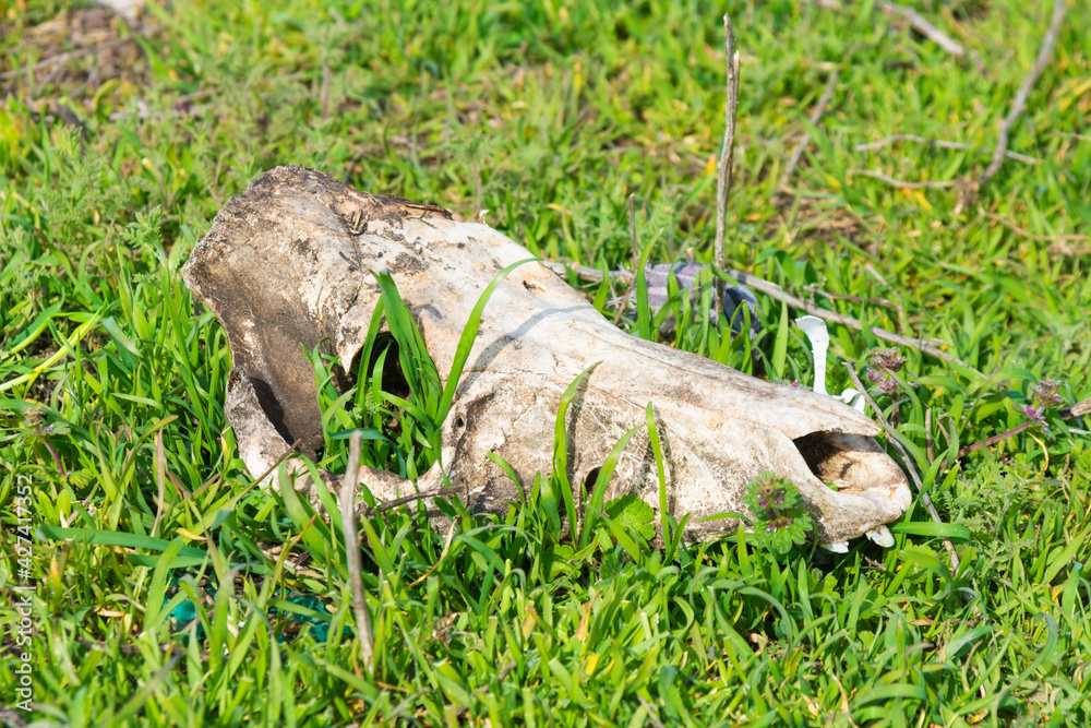 The skull of a cattle in the grass. The animal died leaving behind only bones. Skull.
