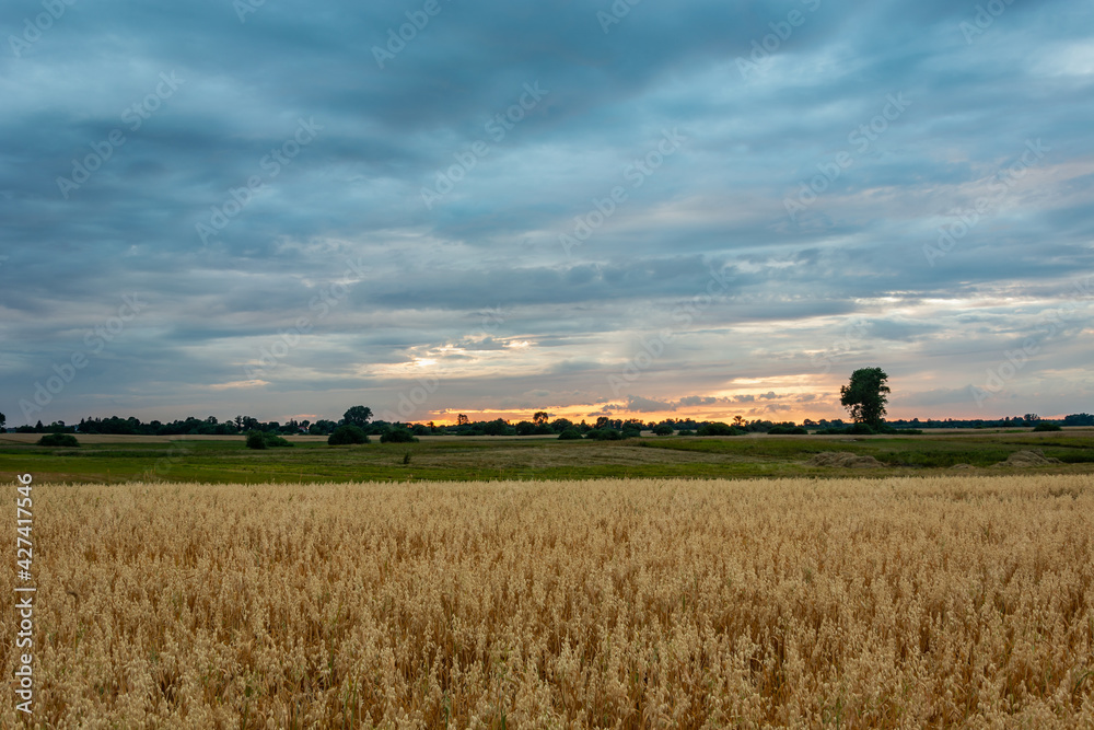 Fototapeta premium Oat field and evening clouds on the sky