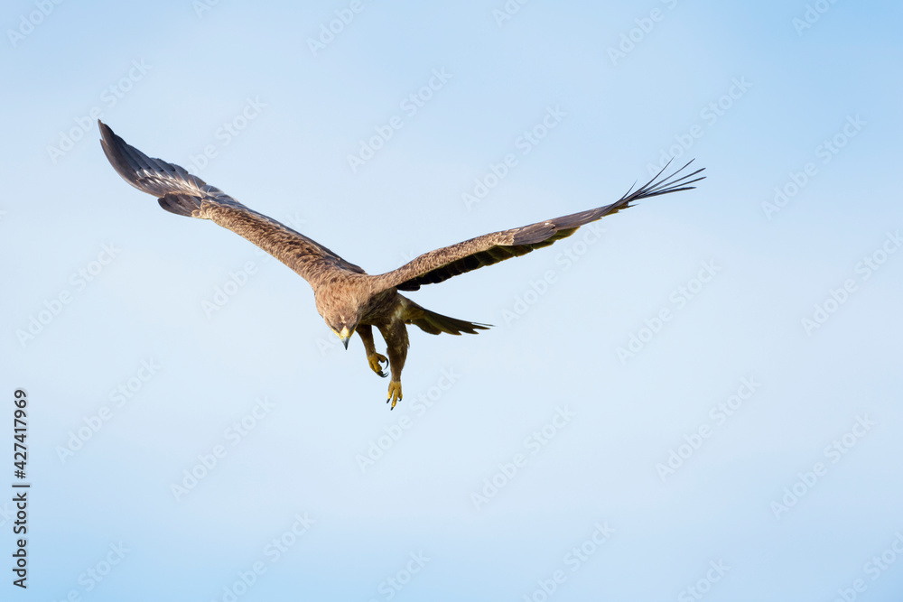 Tawny Eagle (Aquila rapax) in flight, hunting for prey, Masai Mara, Kenya Tawny Eagle (Aquila rapax) in flight, hunting for prey, Masai Mara, Kenya