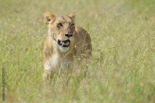 Lioness  Panthera leo  walking on savanna  Maasai Mara National Reserve  Kenya