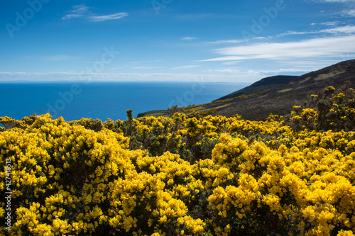 Coastal landscape with flowering gorse, Badbea, Garve, Scotland, UK photo