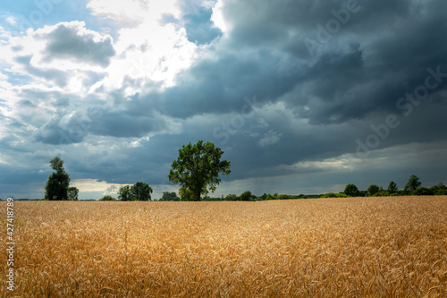 Golden field with grain and rainy clouds