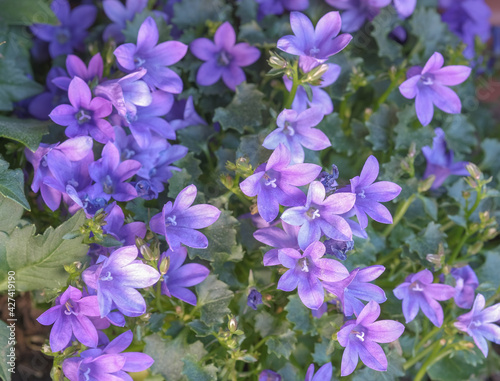 Close up of beautiful spring light purple bell flowers in sunny day. Blooming blue or lilac Campanula flowers in pot on terrace.