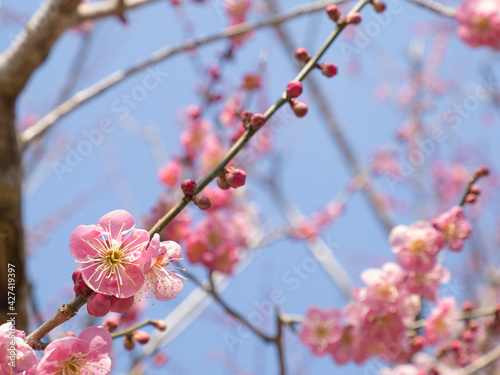 cherry blossom