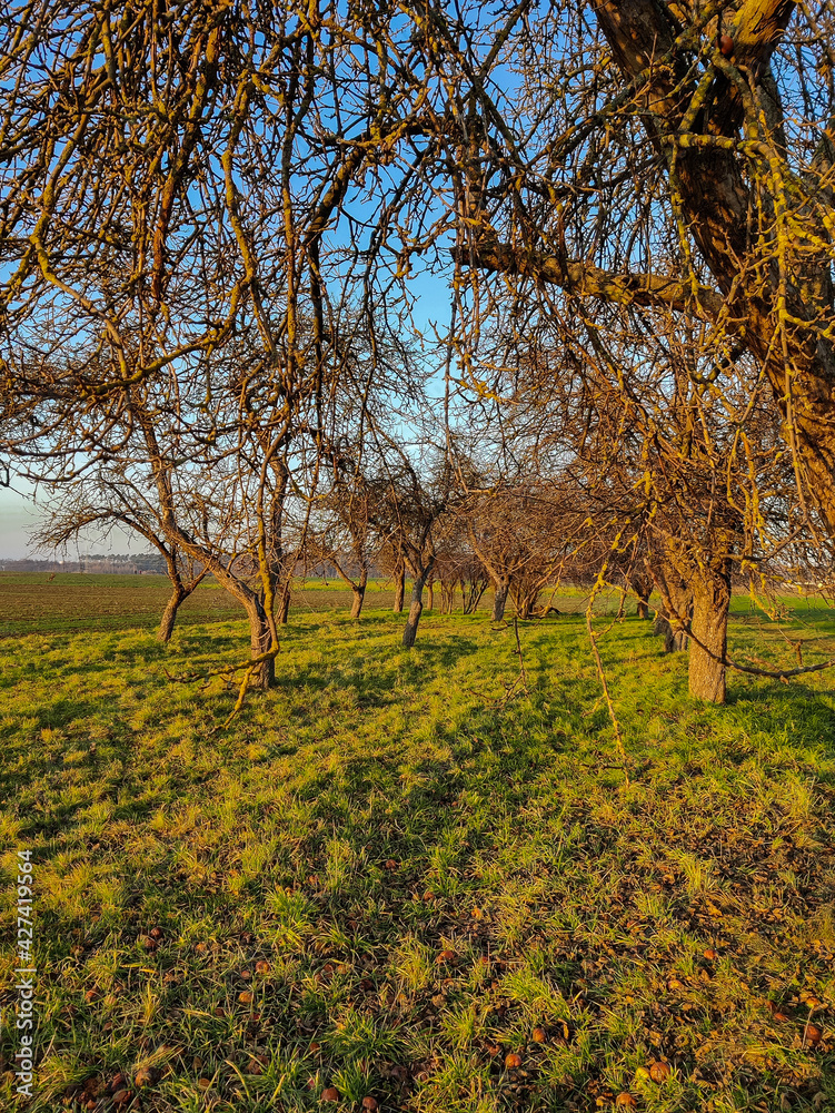 Fototapeta premium Wiese mit Obstbäumen im Februar