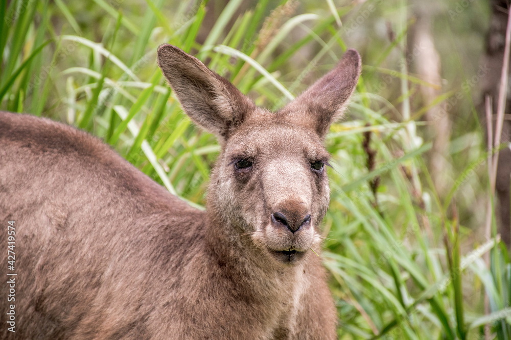 Male kangaroo portrait in the bush. Australian marsupial wildlife