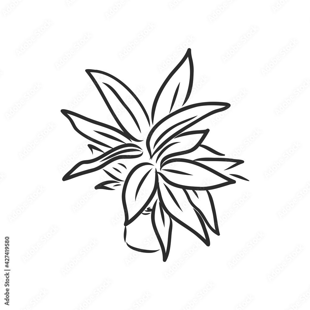 Pot plants set, vector illustration flowers in pots drawn black line on a white background, hand-drawn design elements. Pot plants set, vector illustration flowers in pots drawn black line on a white background, hand-drawn design elements.