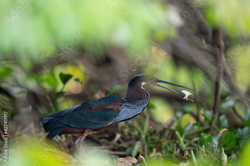 The Agami heron (Agamia agami) in the forest photo