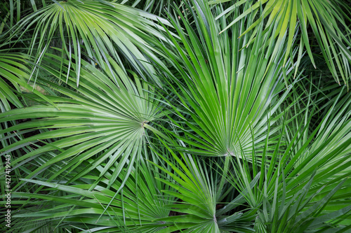 Palm tree leaves. Tropical forest natural  green pattern. Copy space for graphic design tropical summer concept. Concept of ecology and destination progress.