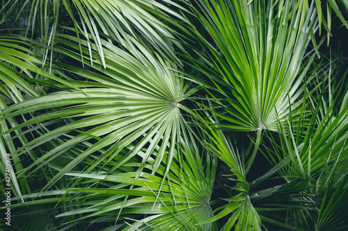 Palm tree leaves. Tropical forest natural  green pattern. Summer concept. 