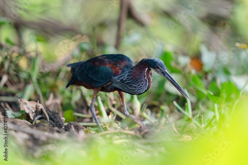 The Agami heron (Agamia agami) in the forest photo