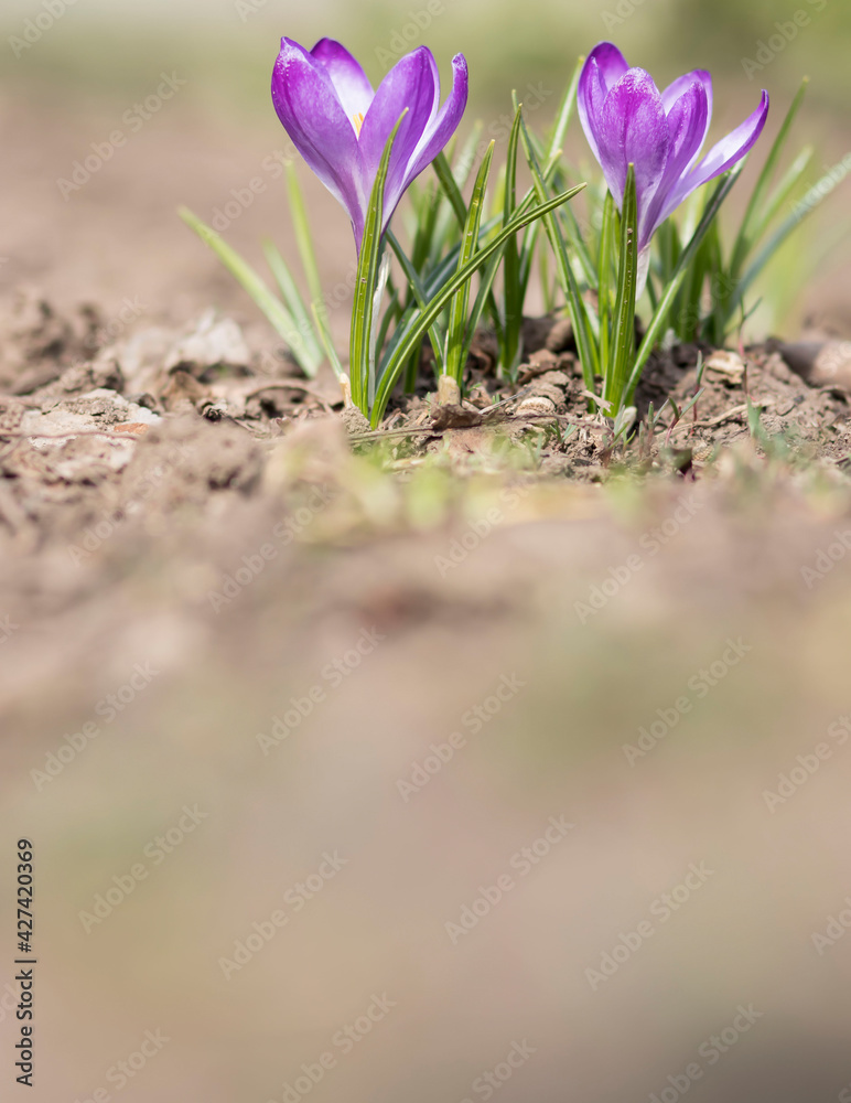 Spring. Flowers grow on the ground. Spring. Flowers grow on the ground.