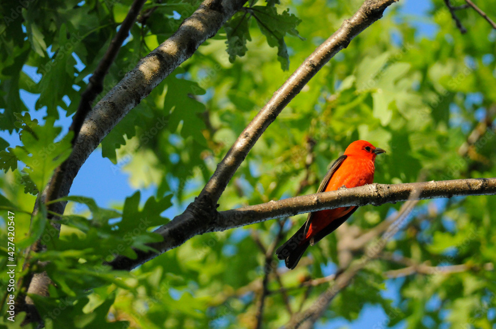 Scarlet Tanager perched on tree branch outside a house in Upstate, New York. Scarlet Tanager perched on tree branch outside a house in Upstate, New York.
