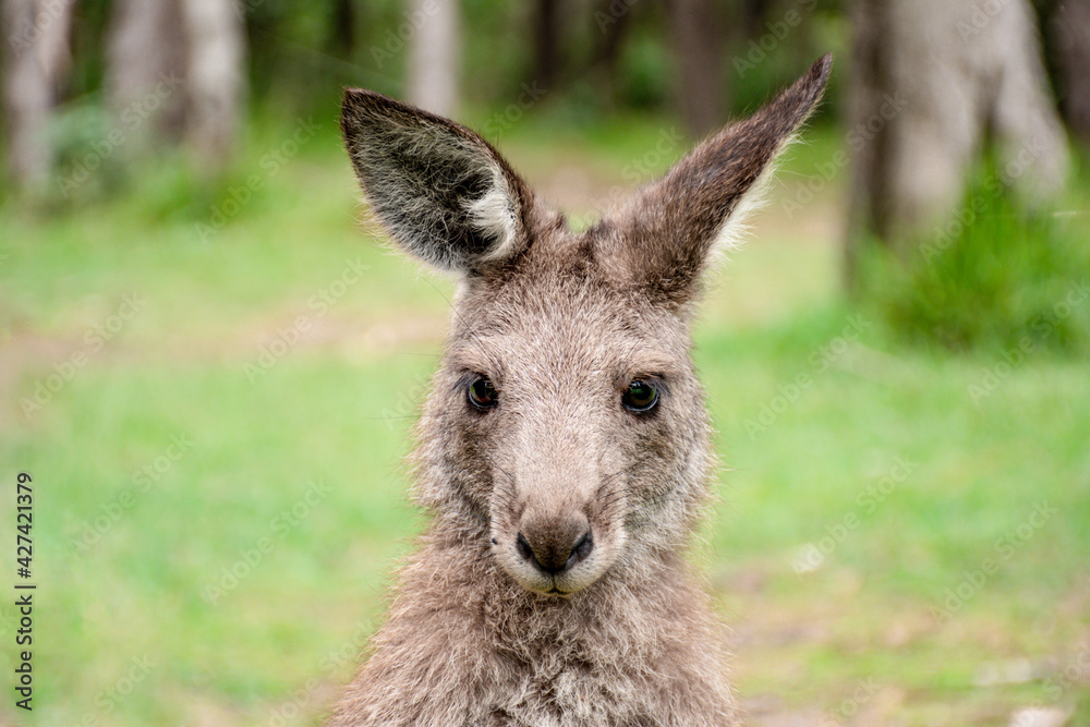 Joey young kangaroo portrait. Australian marsupial wildlife