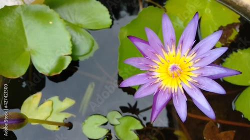 Purple lotus, yellow stamens, blooming in the morning in the bath of water.