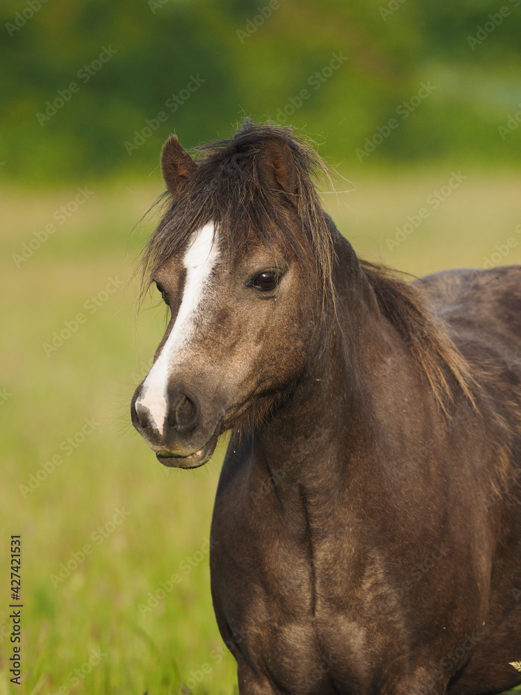 Fototapeta premium Welsh Pony