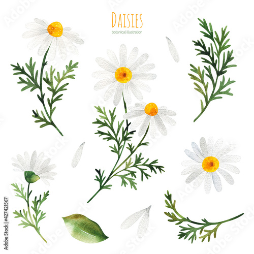 Watercolor Summer collection with leaves,daisies flowers,branches. Botanical set of wildflowers.Perfect for wallpapers,stickers,scrapbooking,invitations,print and more	