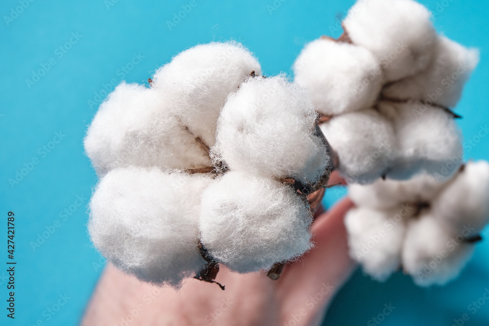 Branch with cotton on a blue background Branch with cotton on a blue background