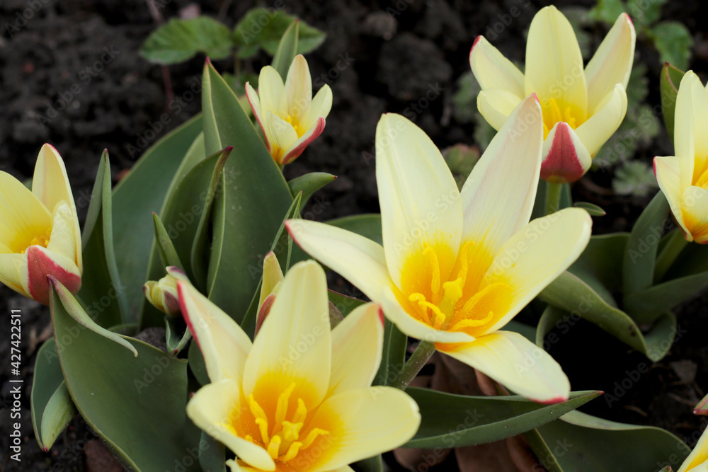 Obraz premium tulips in the garden, yellow and red Kaufman tulips