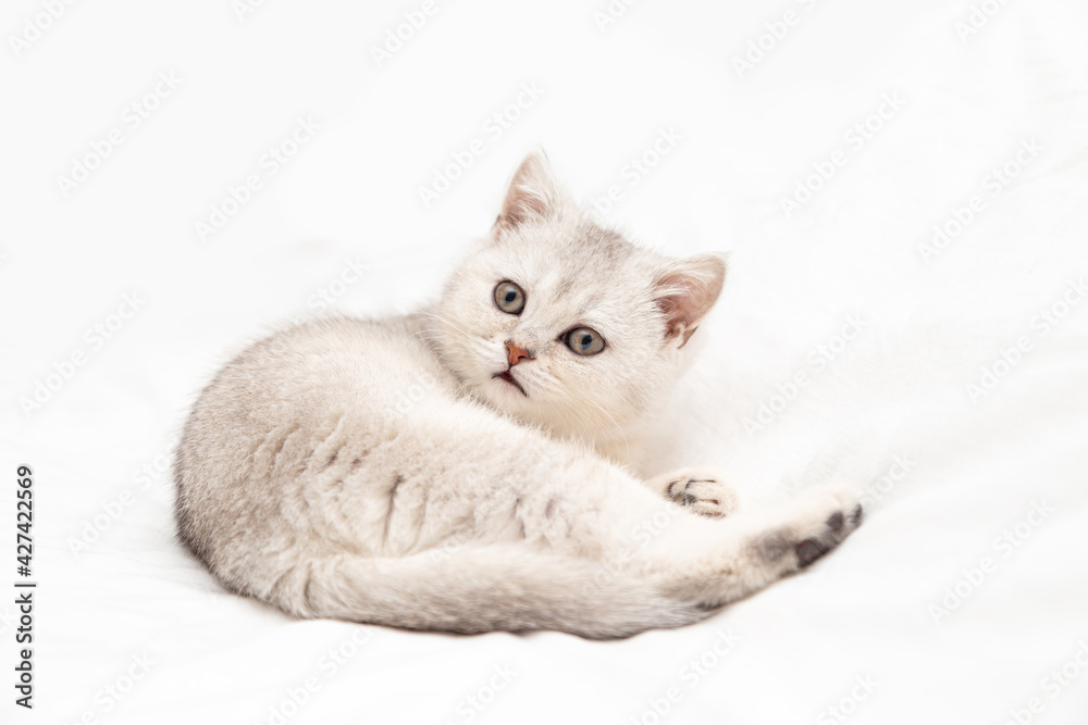 Small white British kitten on a white blanket. Funny curious pet. Copy space. Small white British kitten on a white blanket. Funny curious pet. Copy space.