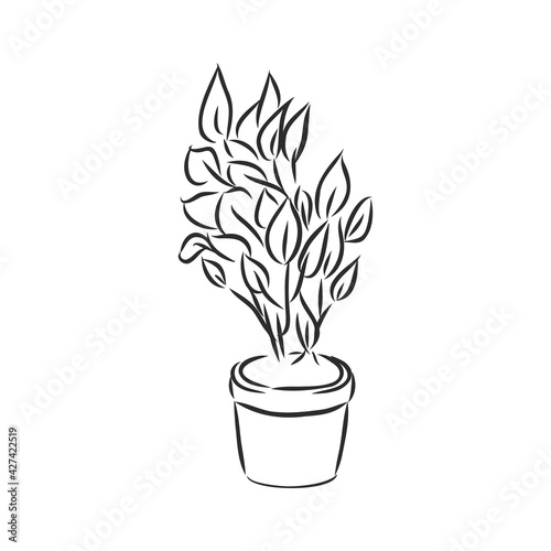 Pot plants set, vector illustration flowers in pots drawn black line on a white background, hand-drawn design elements.