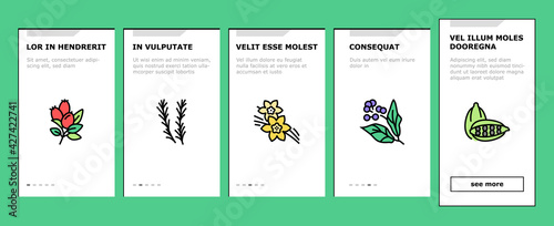 Aromatherapy Herbs Onboarding Mobile App Page Screen Vector. Lavender And Peppermint, Ginger And Frankincense, Patchouli And Chamomile Aromatherapy Illustrations