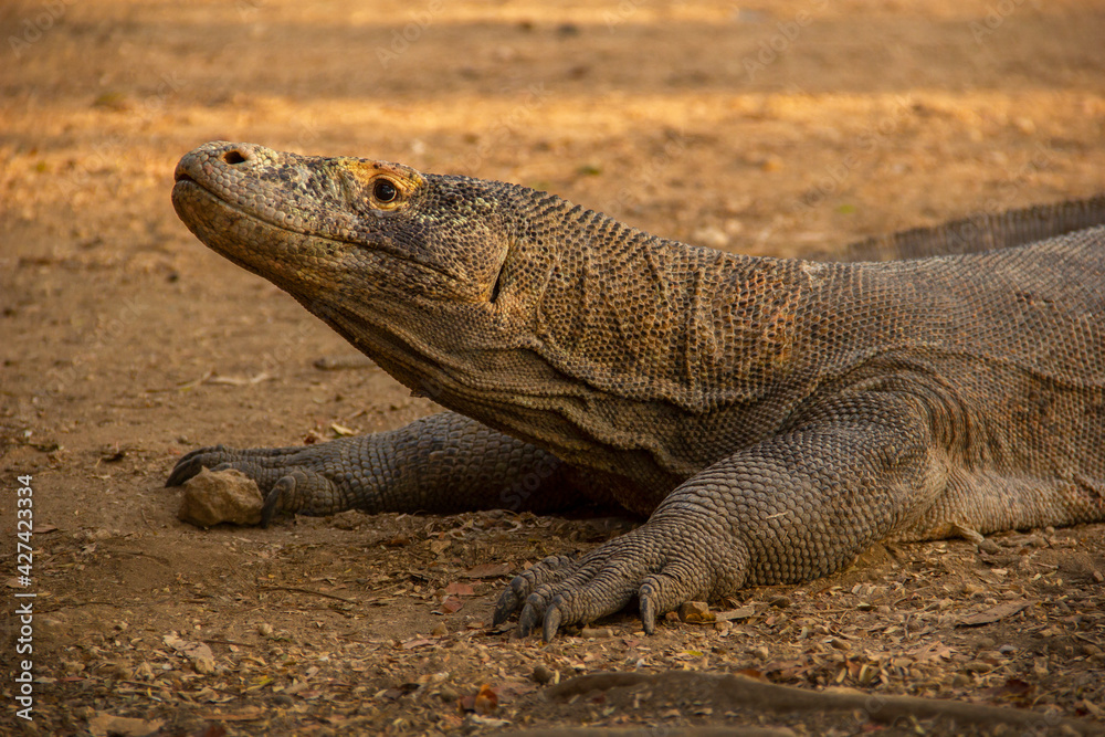 Wild Komodo dragons on the island of Komodo, Flores