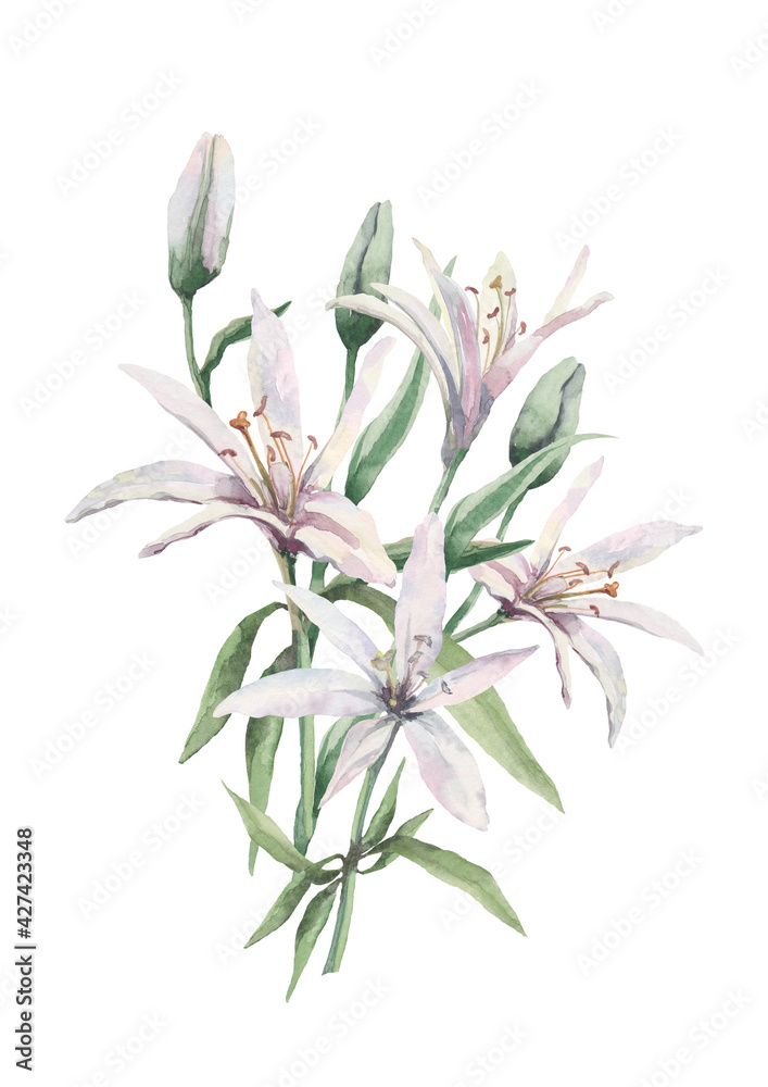   Flowers of a blossoming white lily and buds on a stem with green leaves in a bouquet. Watercolor illustration on white background for design of cards, invitation, print, textile, cover, packaging.