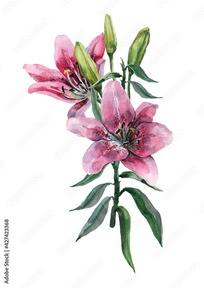 A bouquet of flowers of a blossoming pink lily with buds on a stem with green leaves. Watercolor illustration on white background for design of postcard, invitation, print, textile, cover, packaging.