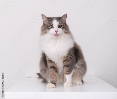 Funny gray cat shows tongue. Beautiful home pet on a white background.