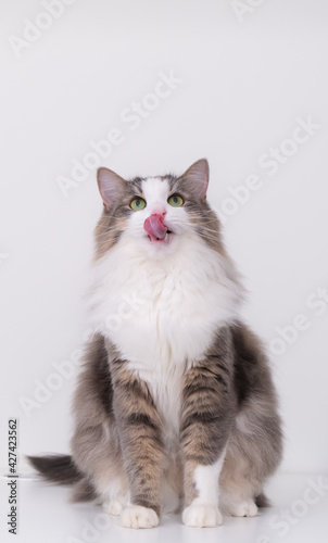 Funny gray cat licks his nose and looks up on a white background. vertical photo