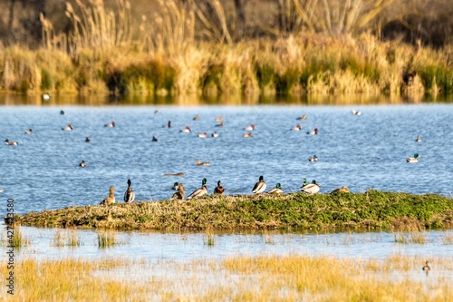 landscape with mallard ducks on a lake