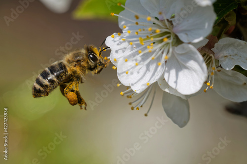Biene bestäubt Obstbaum