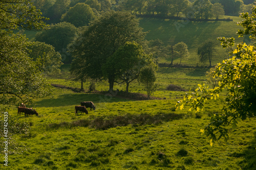 green valley with cattle