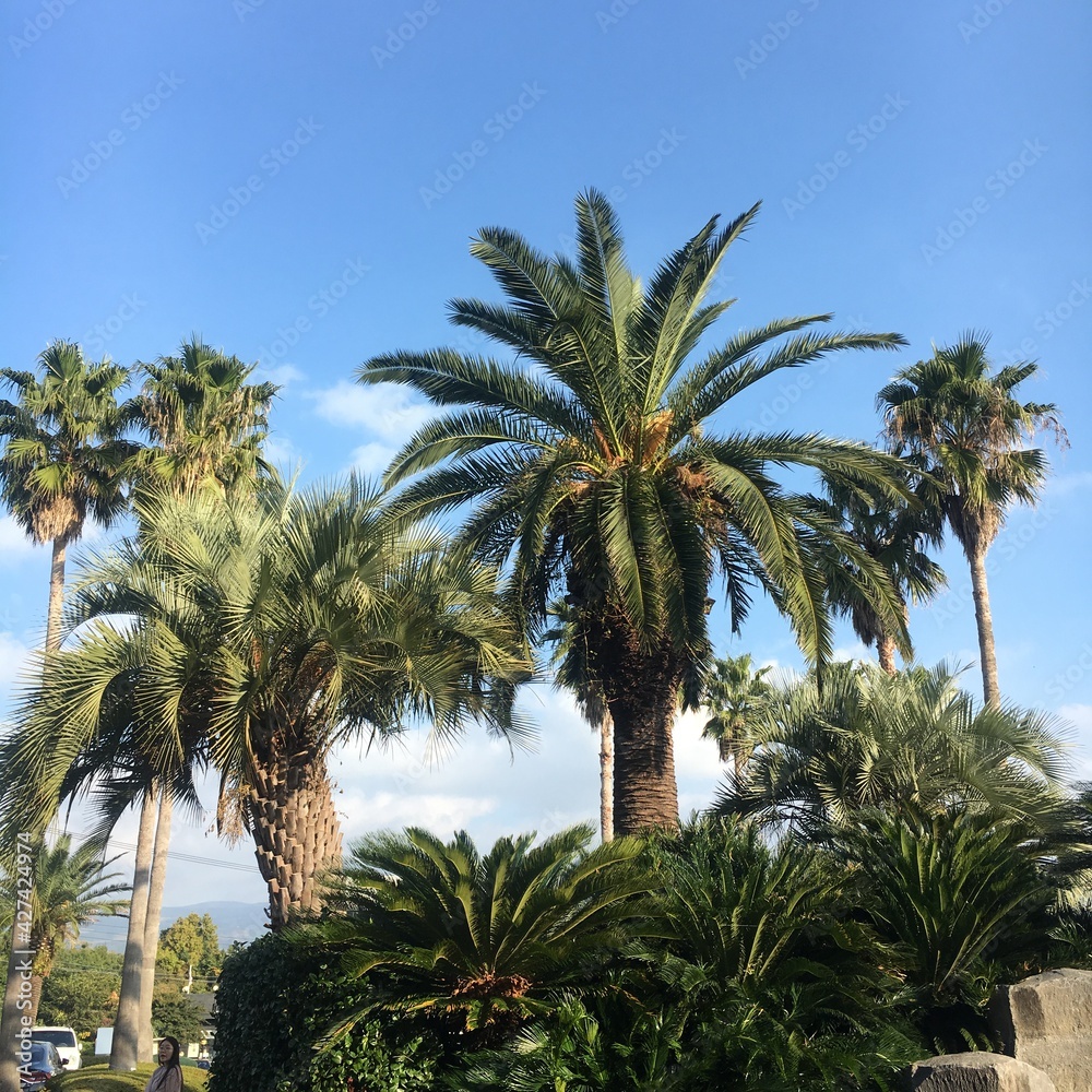 palm trees in jeju island